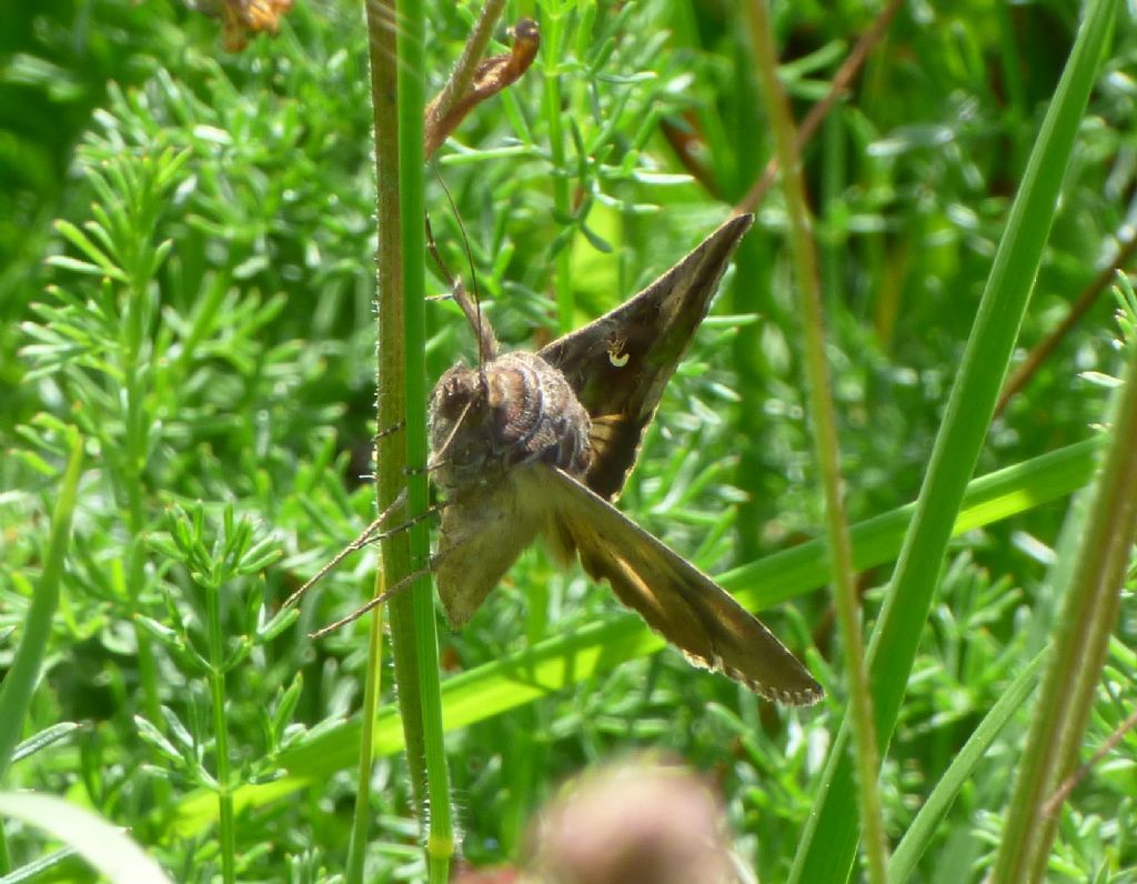 Falena da identificare: Autographa gamma - Noctuidae